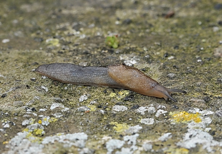 Milacidae di Pantelleria
